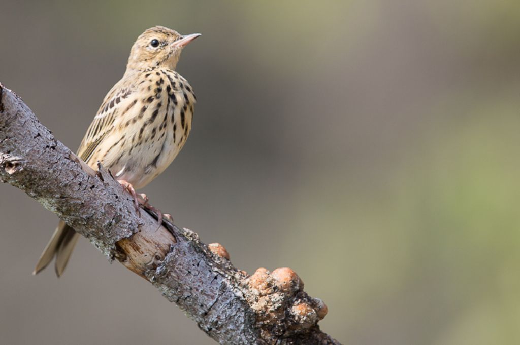 Pispola o Prispolone ?   Prispolone (Anthus trivialis)